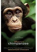 Chimpanzee