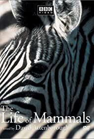 The Life of Mammals